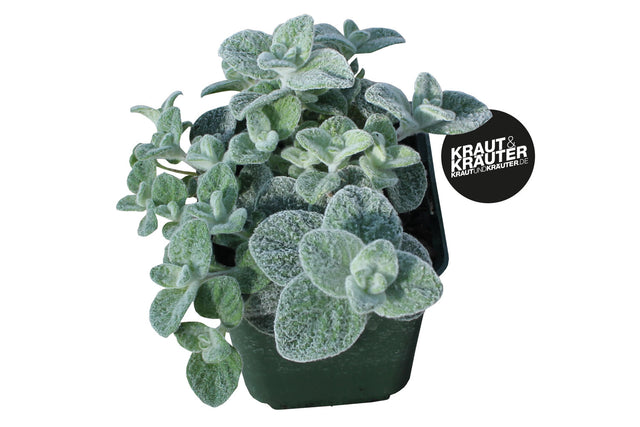 Bio Kreta-Oregano KrÀuterpflanze - Origanum dictamnus