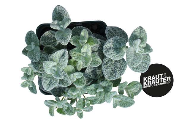 Bio Kreta-Oregano KrÀuterpflanze - Origanum dictamnus