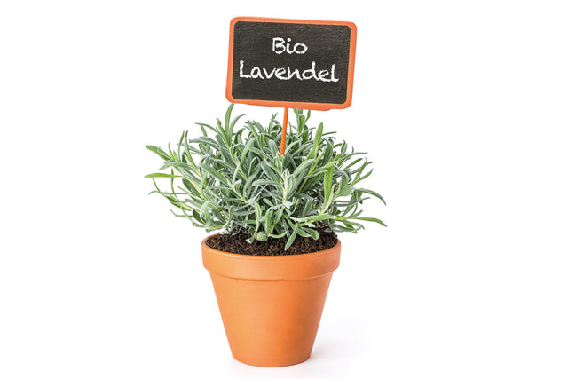 Bio Lavendel KrÀuterpflanze - Lavandula