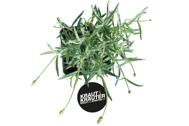 Bio Lavendel KrÀuterpflanze - Lavandula