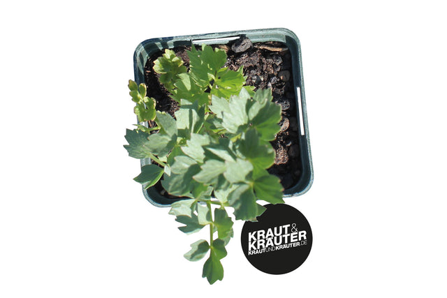 Bio Liebstöckel (Maggikraut) Kräuterpflanze - Levisticum officinale