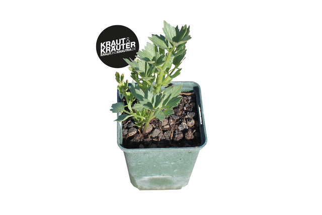 Bio Liebstöckel (Maggikraut) Kräuterpflanze - Levisticum officinale