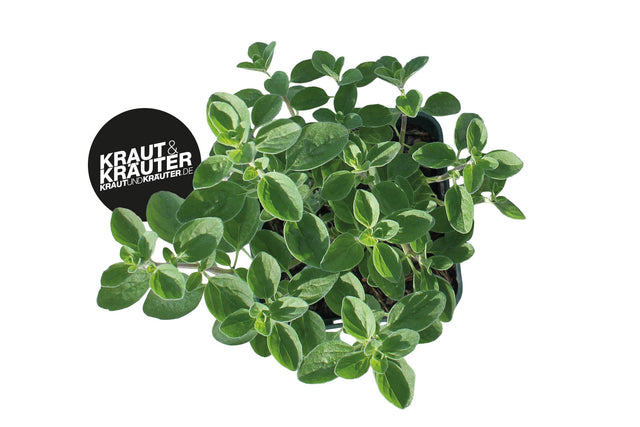 Bio Majoran Sizilianisch Kräuterpflanze - Origanum majorana