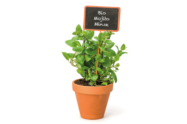 Bio Mojito Minze / Hugo Minze KrÀuterpflanze - Mentha species 'Nemorosa'