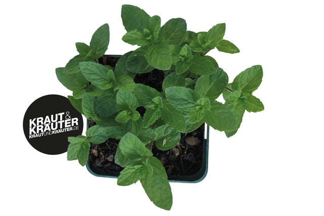 Bio Mojito Minze / Hugo Minze KrÀuterpflanze - Mentha species 'Nemorosa'