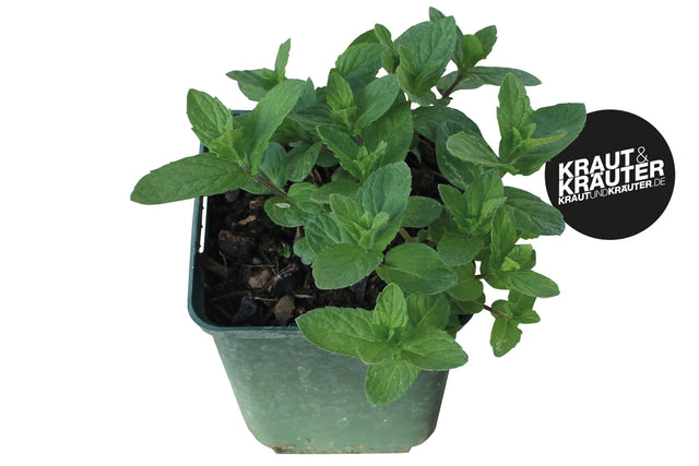 Bio Mojito Minze / Hugo Minze KrÀuterpflanze - Mentha species 'Nemorosa'