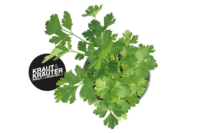 Bio Petersilie (Italienische Petersilie / Gigante d' Italia') Kräuterpflanze -