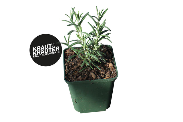 Bio Rosmarin Arp KrÀuterpflanze - Salvia rosmarinus
