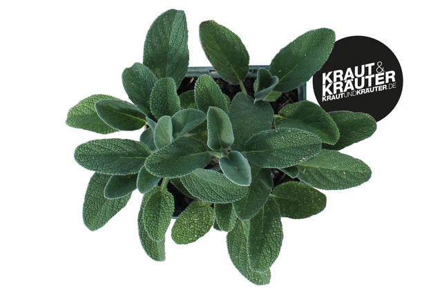 Bio Salbei Berggarten (Gewürz-Salbei) Kräuterpflanze - Salvia officinalis