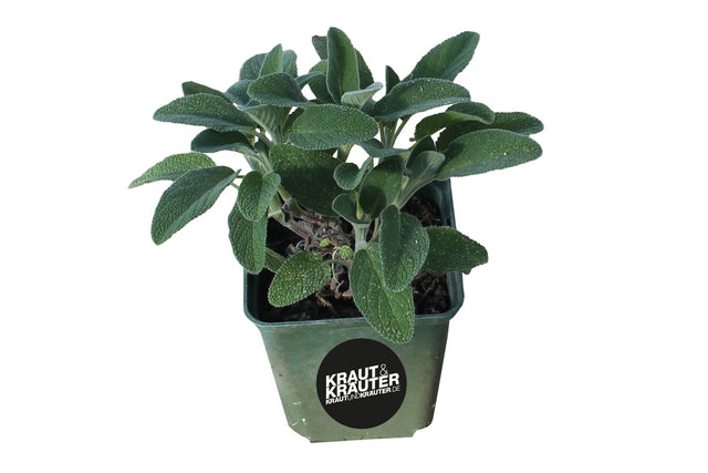 Bio Salbei Berggarten (Gewürz-Salbei) Kräuterpflanze - Salvia officinalis