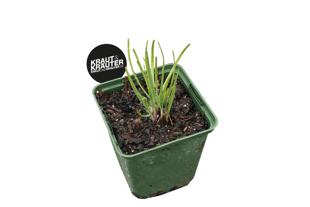 Bio Schnittknoblauch Kräuterpflanze - Allium tuberosum