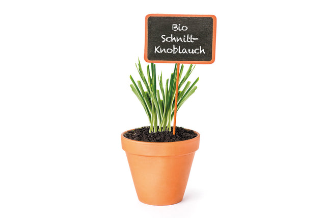 Bio Schnittknoblauch Kräuterpflanze - Allium tuberosum