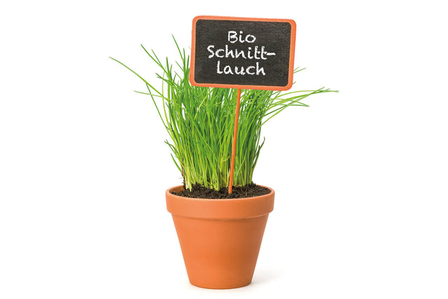 Bio Schnittlauch KrÀuterpflanze - Allium schoenoprasum