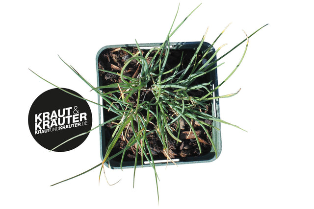 Bio Schnittlauch KrÀuterpflanze - Allium schoenoprasum