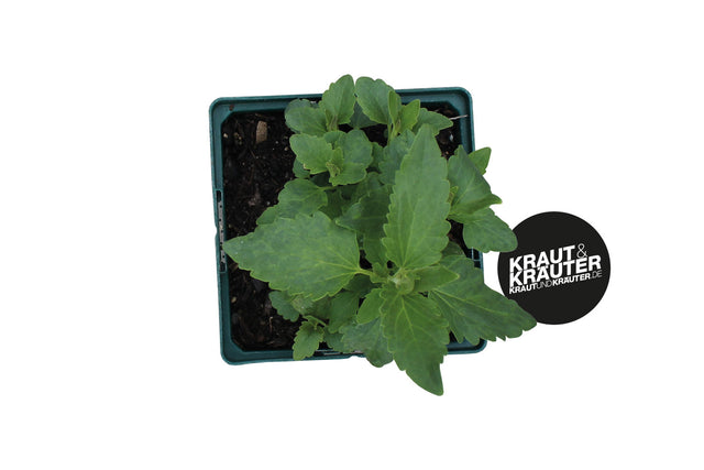 Bio Limo-Pflanze (Lemonenysop) KrÀuterpflanze - Agastache mexicana