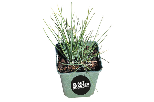 Bio Schnittlauch KrÀuterpflanze - Allium schoenoprasum