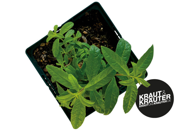 Bio Zitronenverbene (Zitronenstrauch) Kräuterpflanze - Aloysia triphylla
