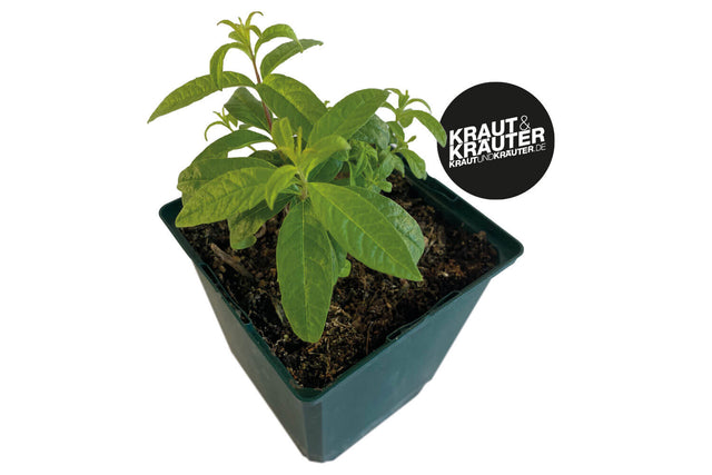 Bio Zitronenverbene (Zitronenstrauch) Kräuterpflanze - Aloysia triphylla