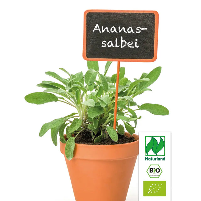 Bio Ananas-Salbei Kräuterpflanze - Salvia rutilans