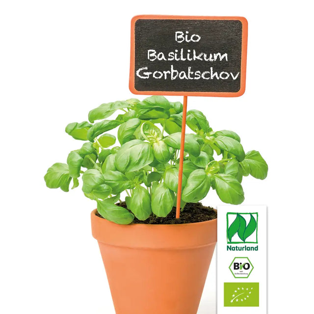 Bio Basilikum Gorbatschov (Russisches Strauch-Basilikum) Kräuterpflanze - Ocimum x basilicum