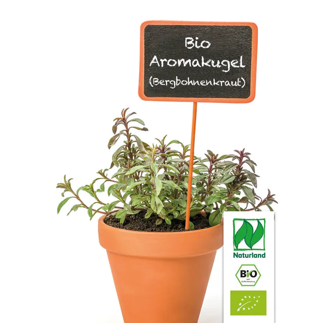 Bio Aromakugel (Bergbohnenkraut) Kräuterpflanze - Satureja montana