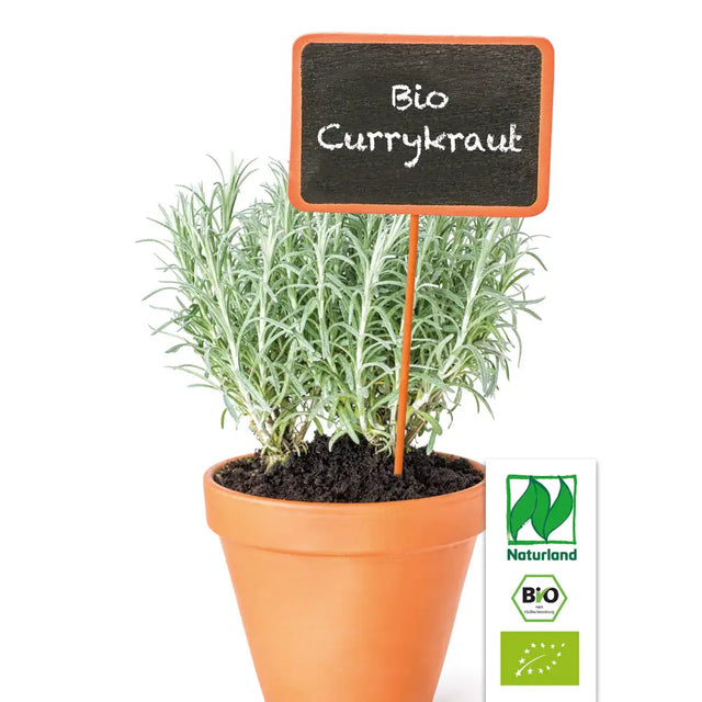 Bio Currykraut (Strohblume) Kräuterpflanze - Helichrysum italicum