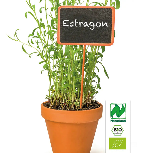 Bio Estragon (Französischer Estragon) Kräuterpflanze - Artemisia dracunculus