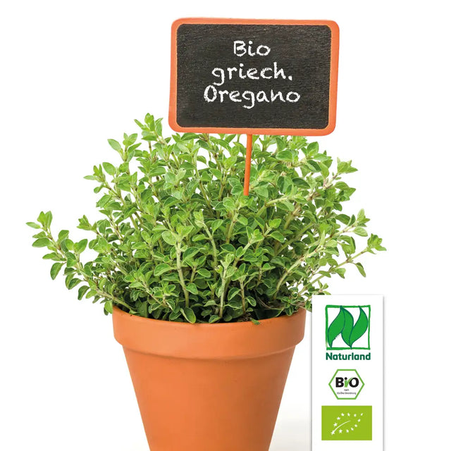Bio Griechischer Oregano Kräuterpflanze - Origanum vulgare subsp. hirtum