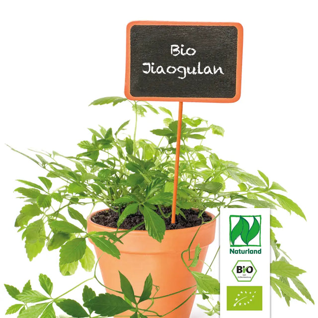 Bio Jiaogulan (Kraut der Unsterblichkeit) Kräuterpflanze - Gynostemma pentaphyllum