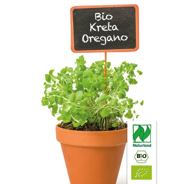 Bio Kreta-Oregano Kräuterpflanze - Origanum dictamnus