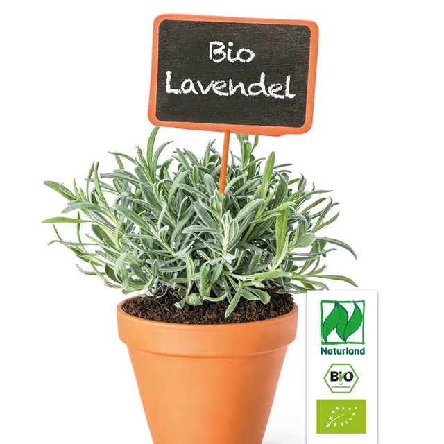 Bio Lavendel Kräuterpflanze - Lavandula
