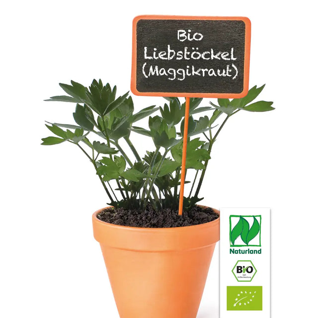 Bio Liebstöckel (Maggikraut) Kräuterpflanze - Levisticum officinale