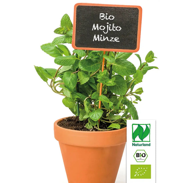 Bio Mojito Minze / Hugo Minze Kräuterpflanze - Mentha species 'Nemorosa'