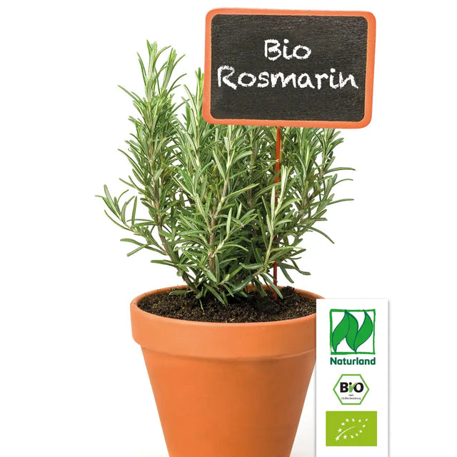 Bio Rosmarin Arp Kräuterpflanze - Salvia rosmarinus