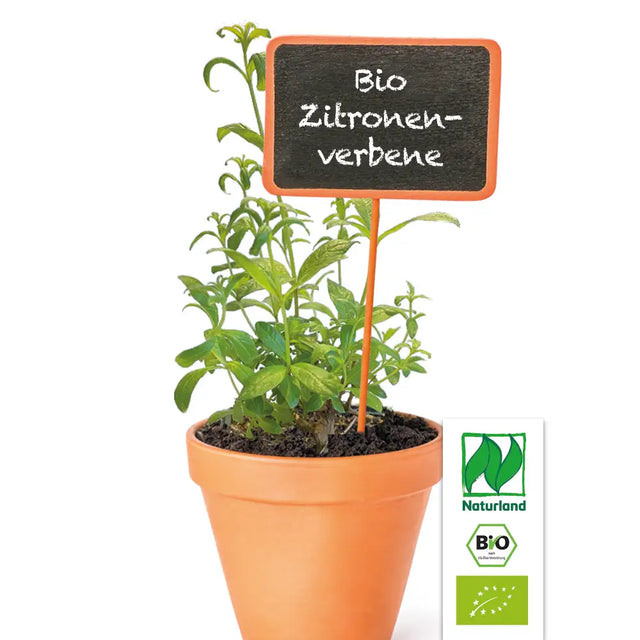 Bio Zitronenverbene (Zitronenstrauch) Kräuterpflanze - Aloysia triphylla