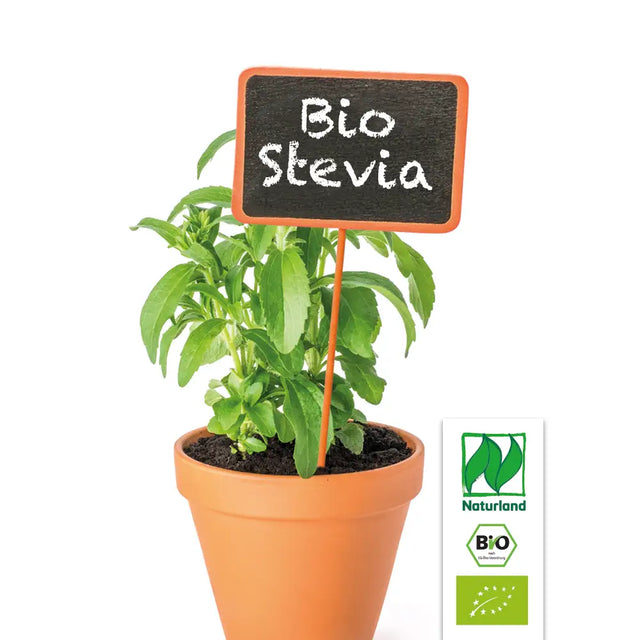 Bio Stevia (Süßkraut) Kräuterpflanze - Stevia rebaudiana