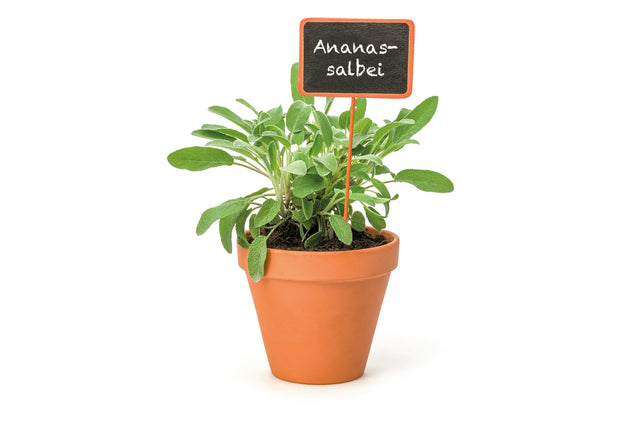 Bio Ananas-Salbei Kräuterpflanze - Salvia rutilans