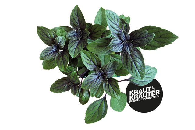 Bio Basilikum African Blue Kräuterpflanze - Ocimum kilimandscharicum x basilicum 'Purpurascens'