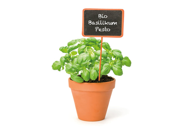 Bio Basilikum Pesto Perpetuo (weißer Blattrand) Kräuterpflanze - Ocimum x basilicum