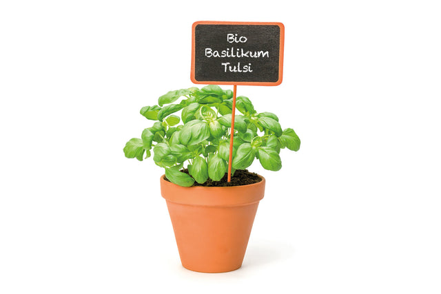 Bio Basilikum Tulsi (Heiliges Basilikum / Indisches Basilikum) Kräuterpflanze - Ocimum tenuiflorum