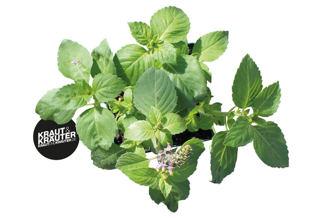 Bio Basilikum Tulsi (Heiliges Basilikum / Indisches Basilikum) Kräuterpflanze - Ocimum tenuiflorum