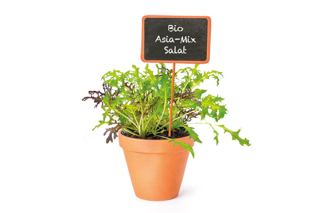 Bio Asia-Mix Salat Kräuterpflanze - Brassica juncea