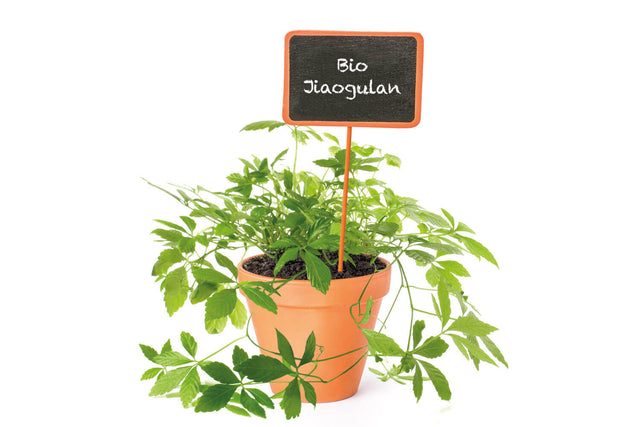 Bio Jiaogulan (Kraut der Unsterblichkeit) Kräuterpflanze - Gynostemma pentaphyllum