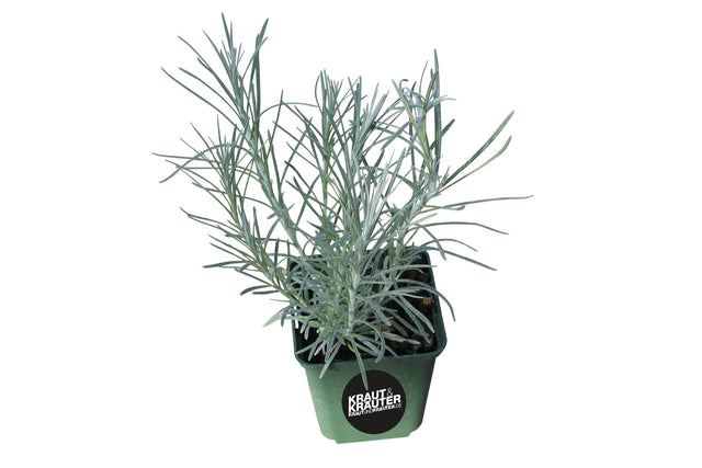 Bio Currykraut (Strohblume) Kräuterpflanze - Helichrysum italicum