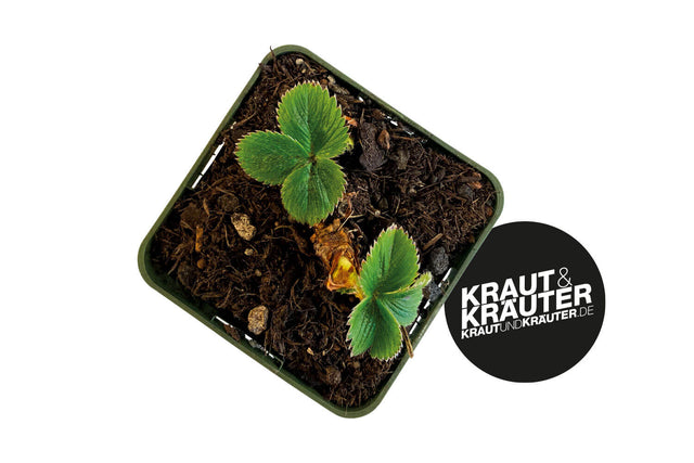 Bio Erdbeere "Honeoye" Kräuterpflanze - Fragaria x ananassa