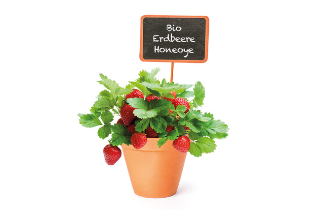 Bio Erdbeere "Honeoye" Kräuterpflanze - Fragaria x ananassa