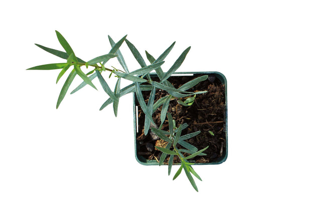 Bio Estragon (Französischer Estragon) Kräuterpflanze - Artemisia dracunculus