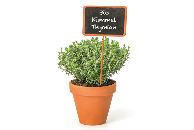 Bio Kümmel-Thymian Kräuterpflanze - Thymus herba-barona