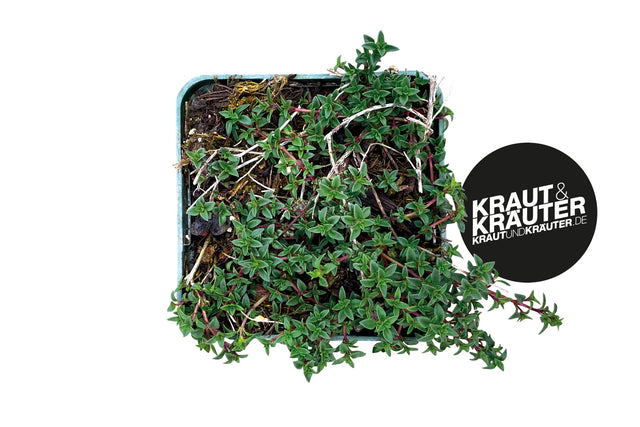 Bio Kümmel-Thymian Kräuterpflanze - Thymus herba-barona