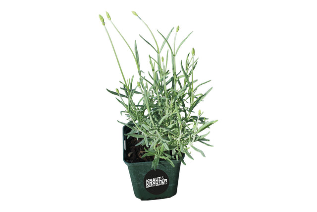 Bio Lavendel Kräuterpflanze - Lavandula